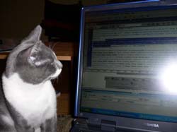 more cats 015