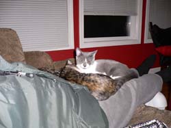 more cats 016