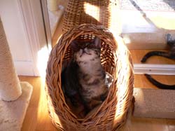 piperbasket